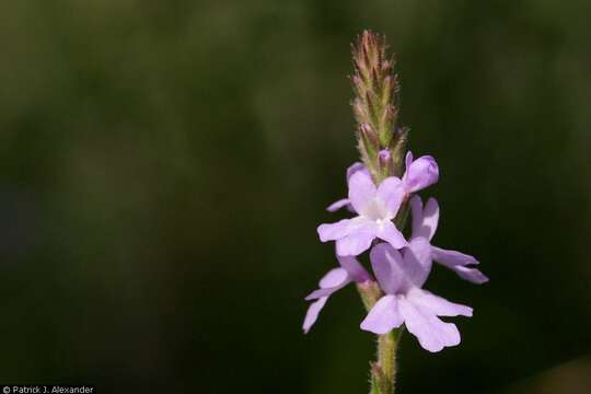 Image of hillside vervain