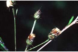 Image of New York ironweed