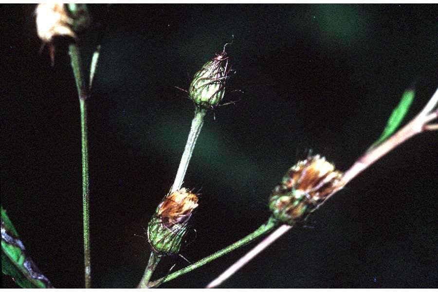 Imagem de Vernonia noveboracensis (L.) Willd.