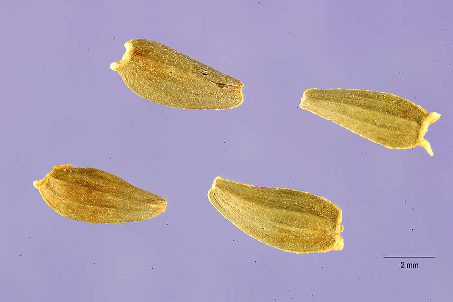 Image of yellow crownbeard