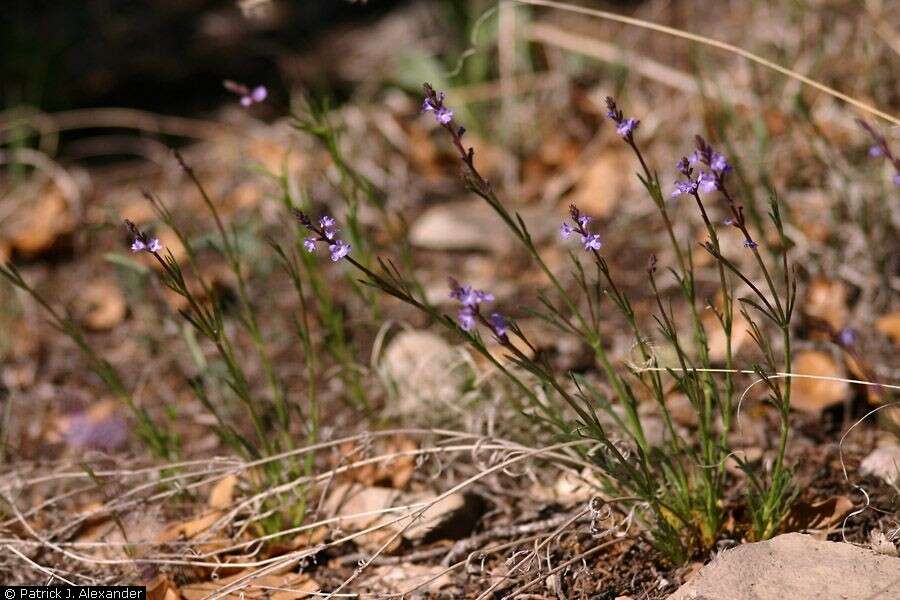 Image of pinleaf vervain