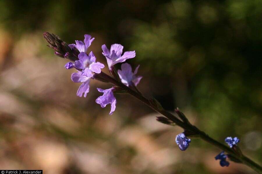 Image of pinleaf vervain