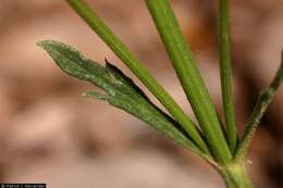 Image of pinleaf vervain