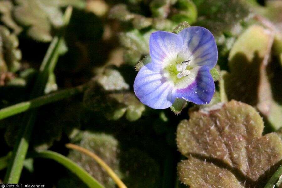 Image of birdeye speedwell