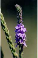 Image de Verbena stricta Vent.