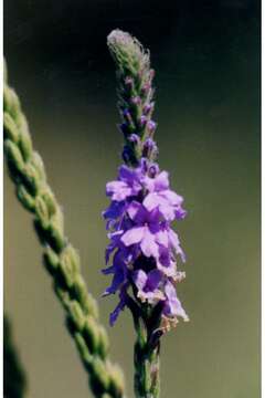 Image of hoary verbena