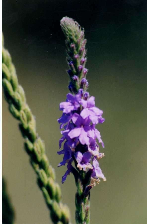 Image de Verbena stricta Vent.