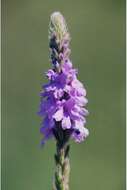 Image of hoary verbena