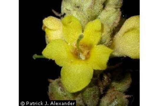 Image of Great Mullein