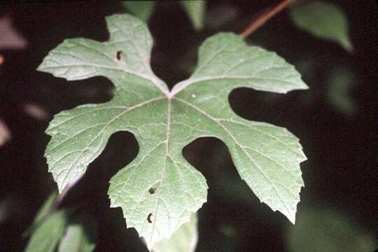 Image of summer grape