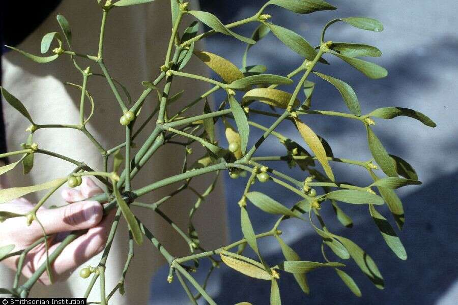 Image of European mistletoe