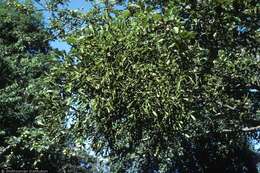 Image of European mistletoe