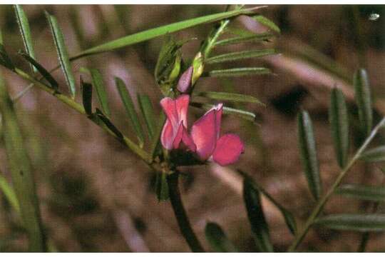 Image of American vetch