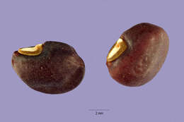 Image of Antilles bean