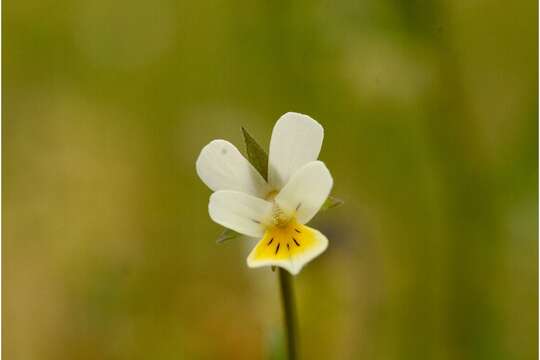 Image of Field Pansy