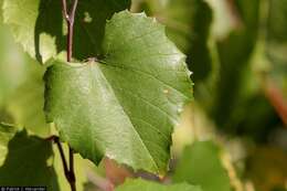 Image of canyon grape