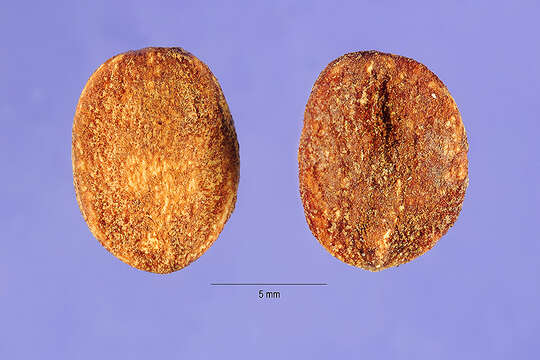 Image of withe-rod