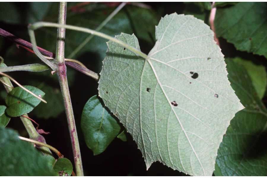 Image of graybark grape