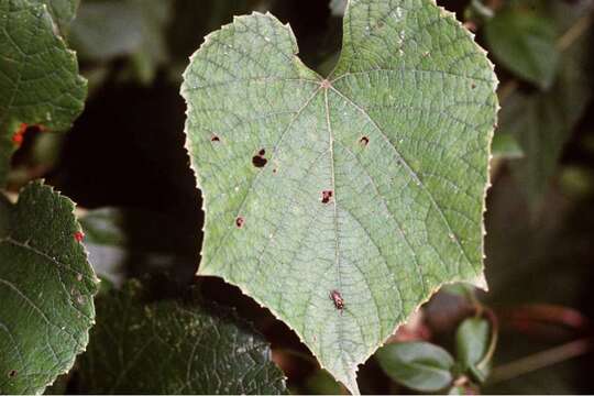 Image of graybark grape