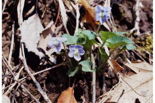 Image of alpine violet