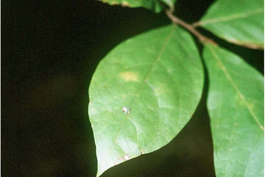 Image of Small-Flower Pawpaw