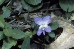 Image of Marsh Blue Violet