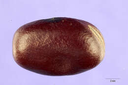 Image of Broad Bean