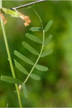 Image of large yellow vetch