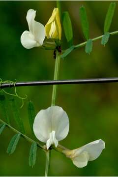 Imagem de Vicia grandiflora Scop.