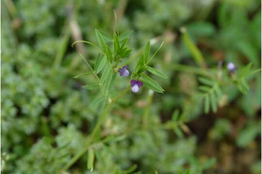 Imagem de Vicia lathyroides L.