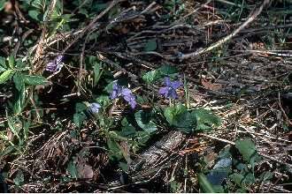 Image of Langlois' Violet