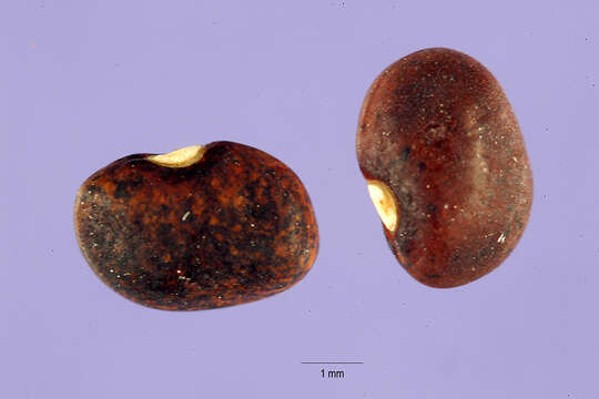 Image of Long-Leaf Cow-Pea