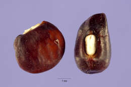 Image of hairypod cowpea