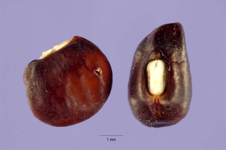 Image of hairypod cowpea