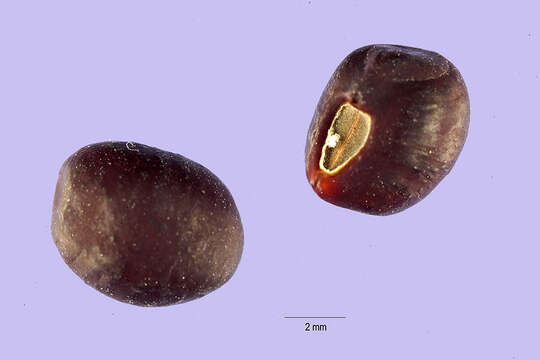 Image of notched cowpea