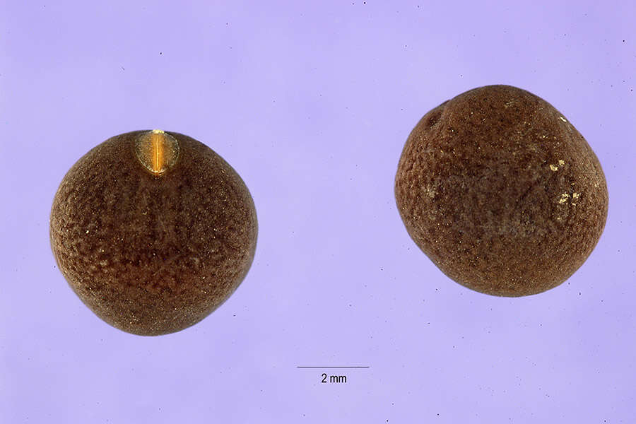 Imagem de Vicia narbonensis L.