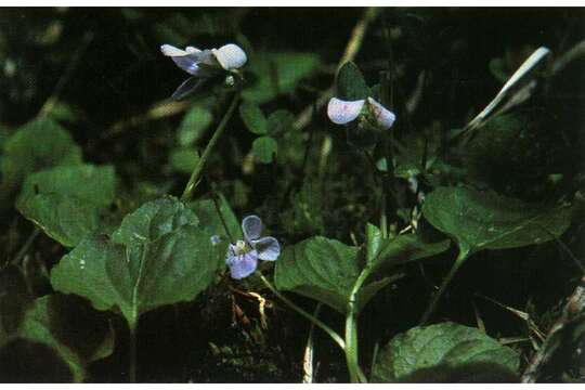 Слика од Viola nephrophylla Greene