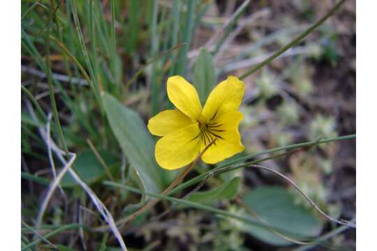 Image of Nuttall's violet