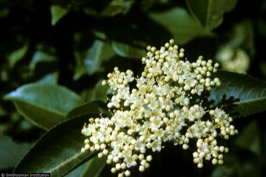 Viburnum nudum var. cassinoides (L.) Torr. & A. Gray的圖片