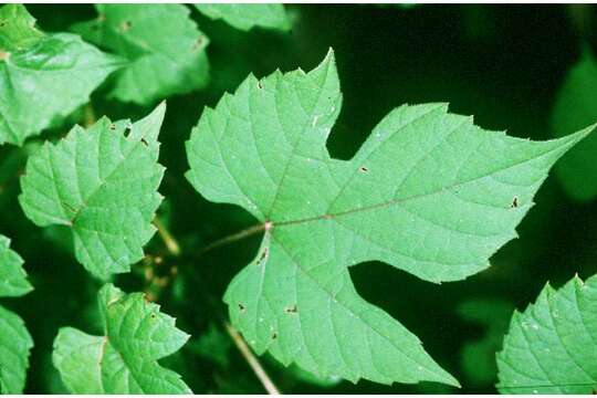 Image of catbird grape