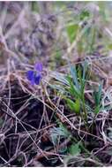 Image of prairie violet