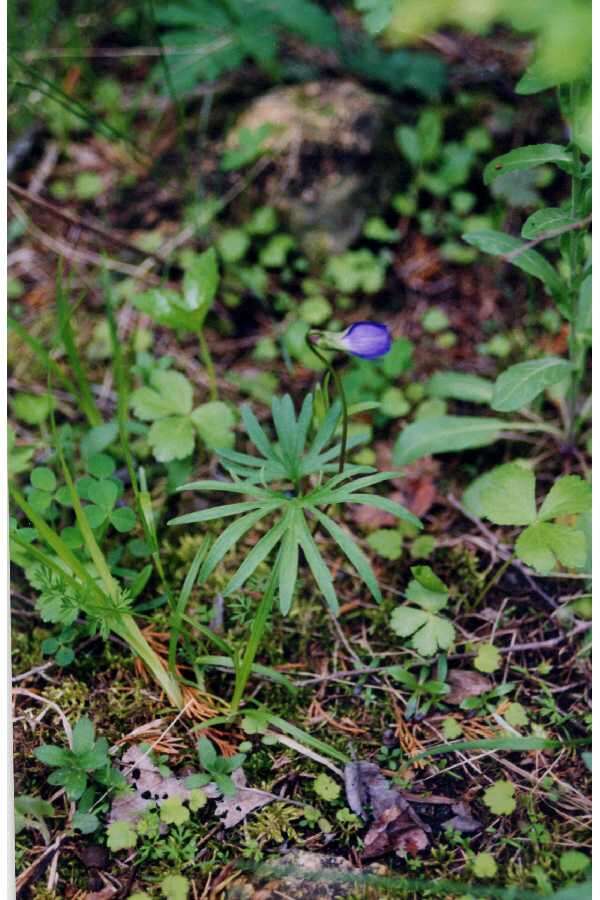 Image of prairie violet