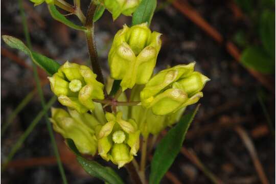 Image of Savannah Milkweed