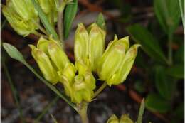 Image of Savannah Milkweed