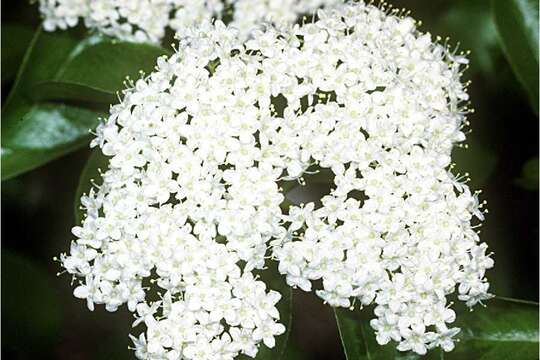 Image of Black Haw Viburnum