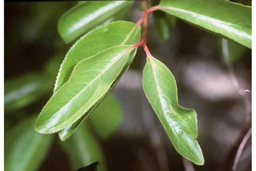 Image of Black Haw Viburnum