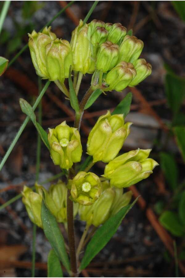 Imagem de Asclepias pedicellata Walt.