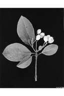 Image of Black Haw Viburnum