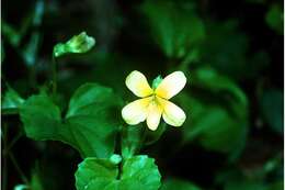 Image of downy yellow violet