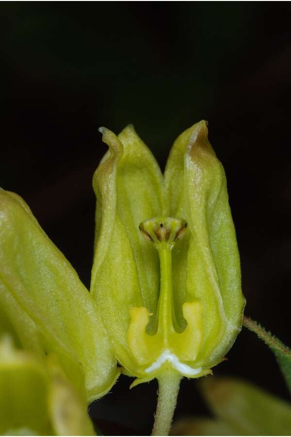 Imagem de Asclepias pedicellata Walt.